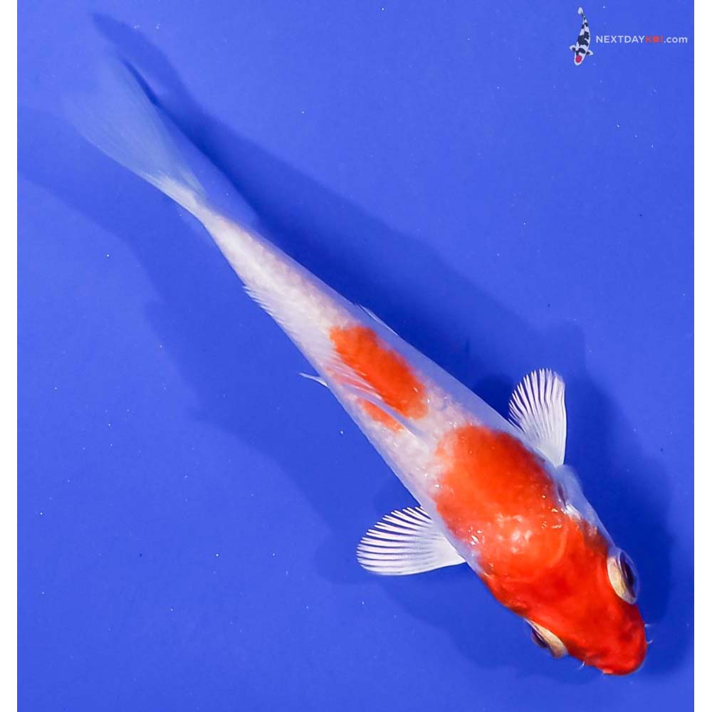 3” Imported Hariwake