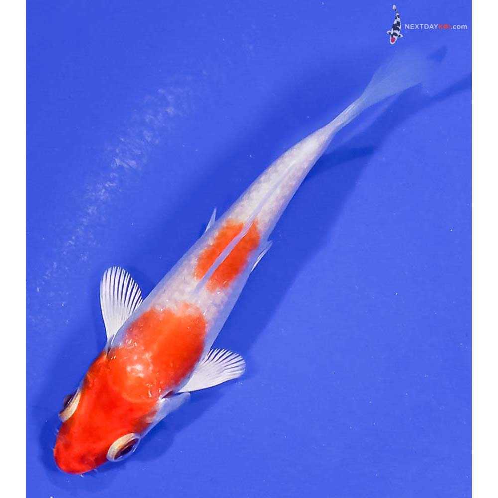 3” Imported Hariwake