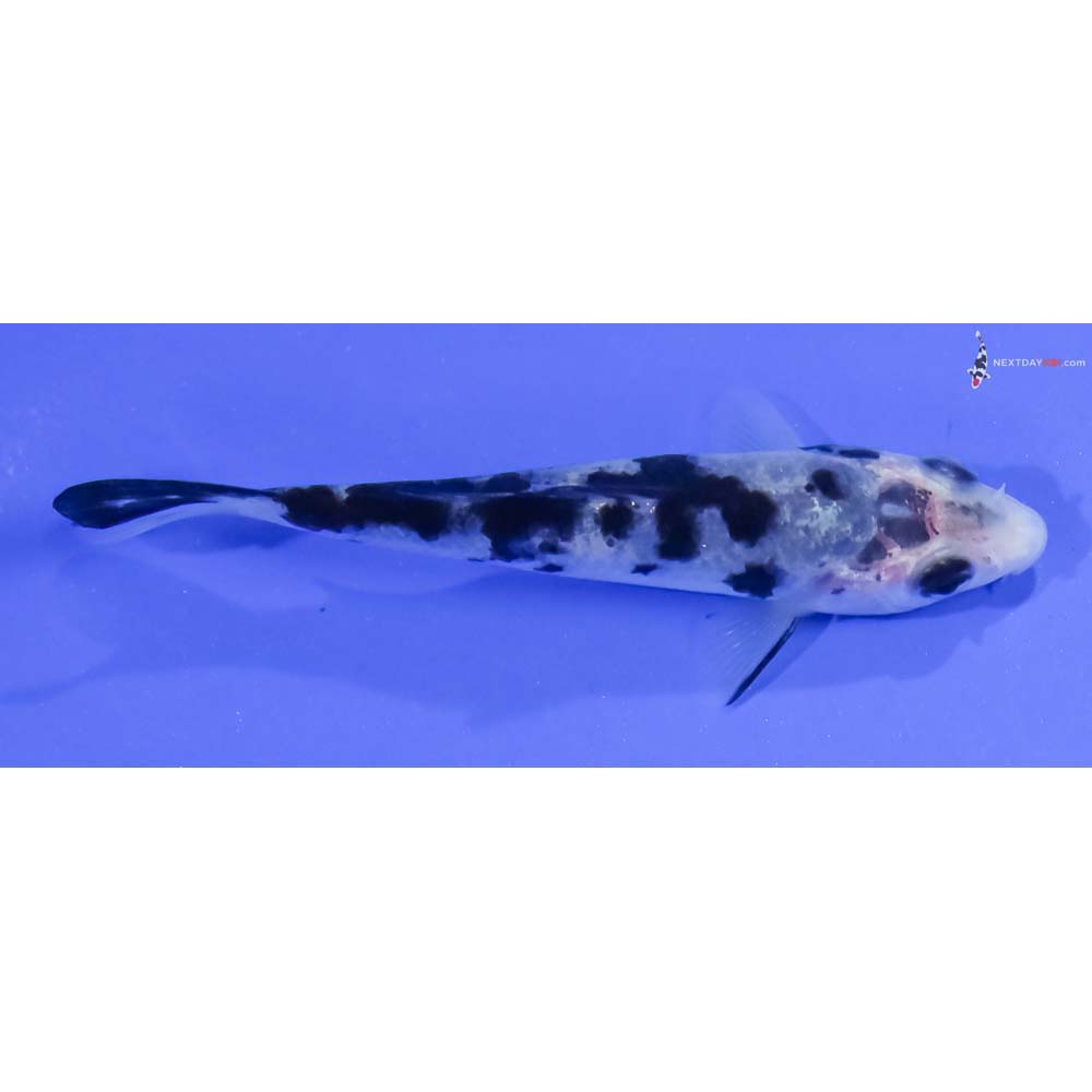 3” Imported Shiro Bekko