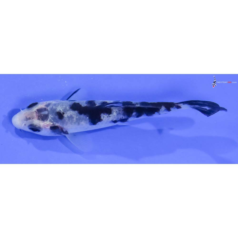 3” Imported Shiro Bekko