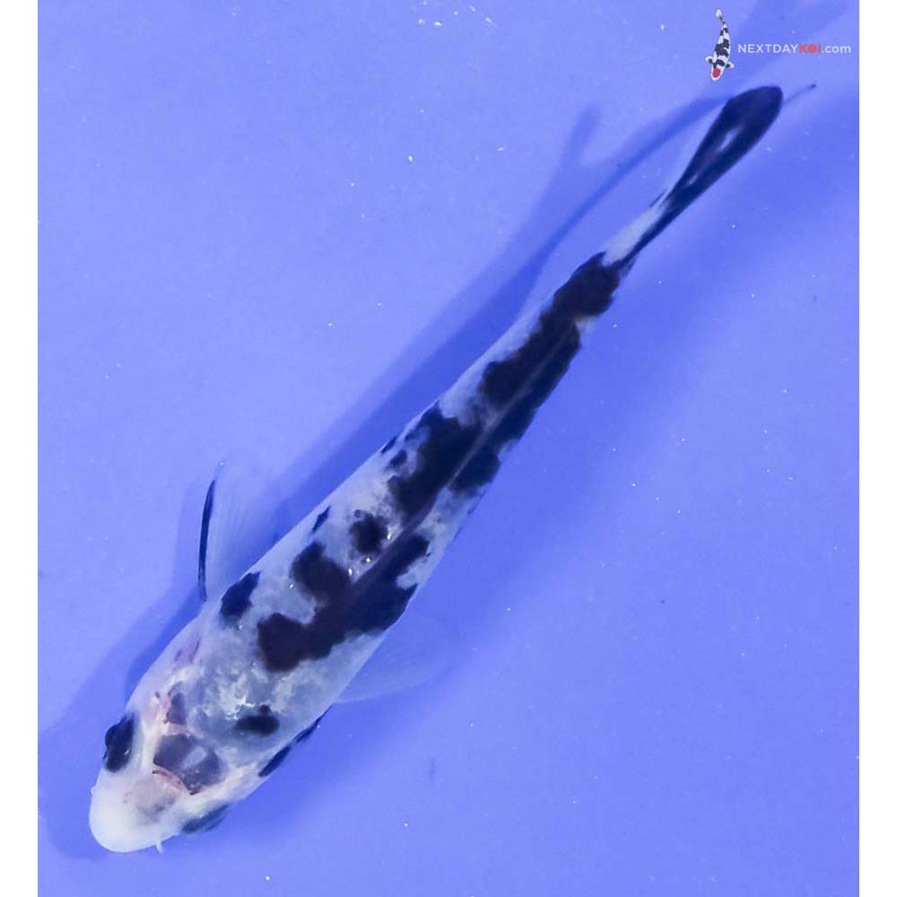 3” Imported Shiro Bekko