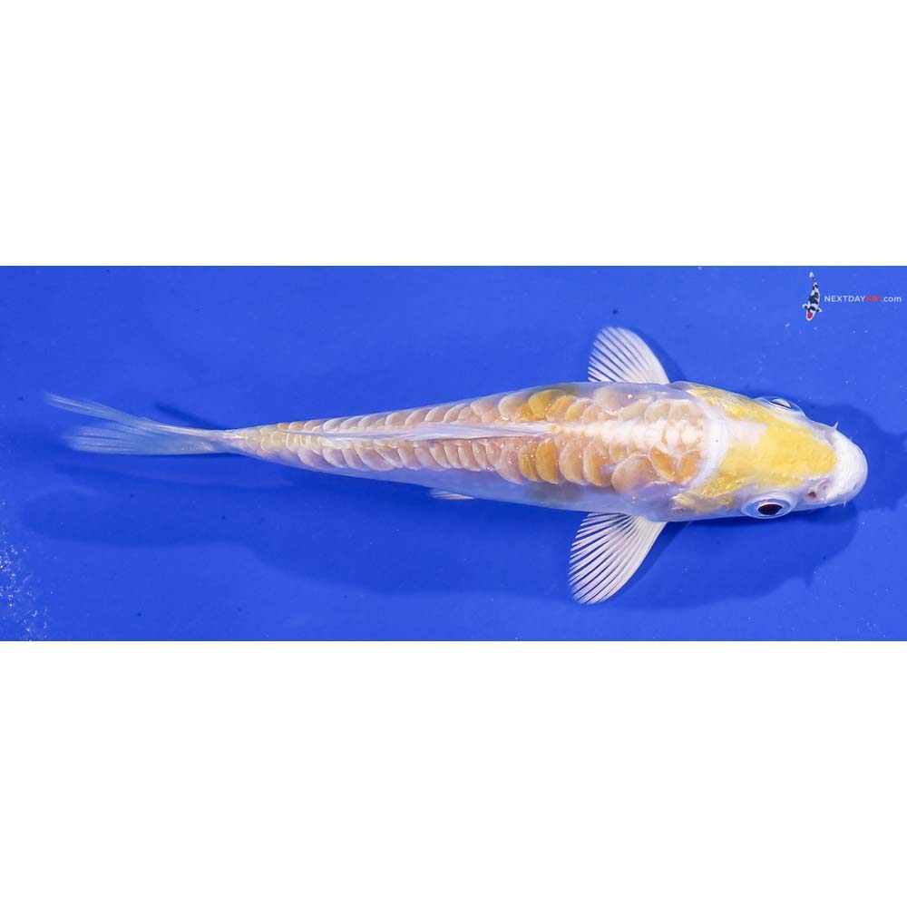 3.5” Imported Doitsu Lemon Hariwake