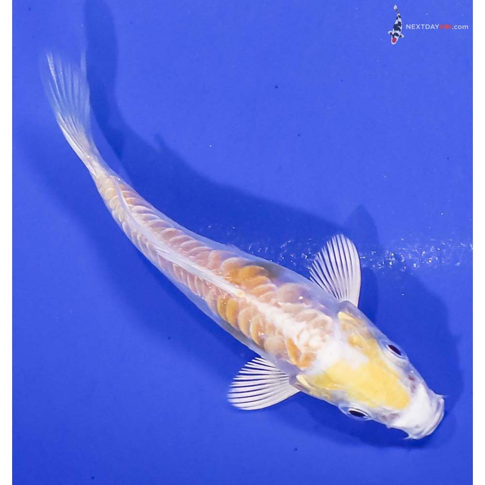 3.5” Imported Doitsu Lemon Hariwake