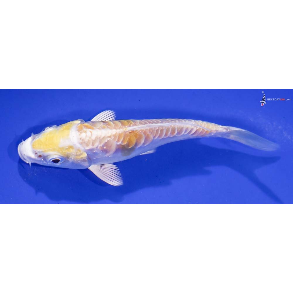 3.5” Imported Doitsu Lemon Hariwake