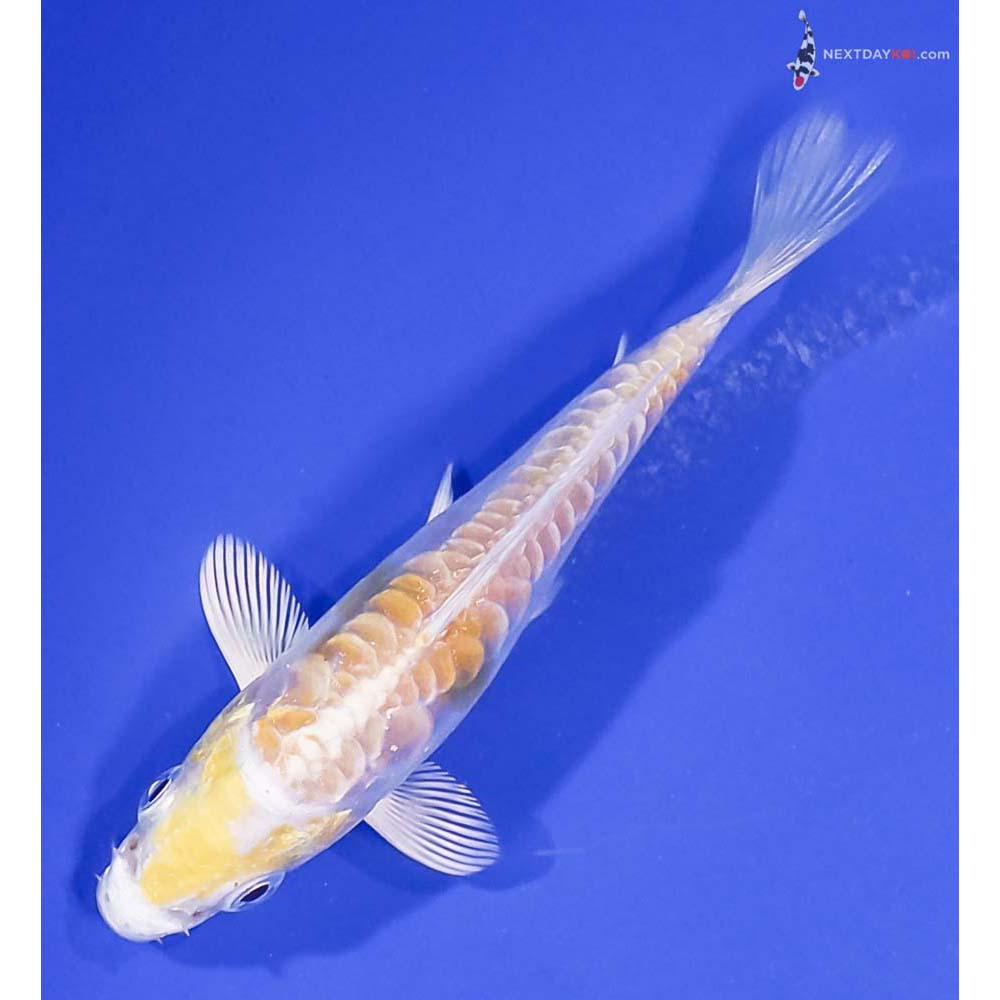 3.5” Imported Doitsu Lemon Hariwake