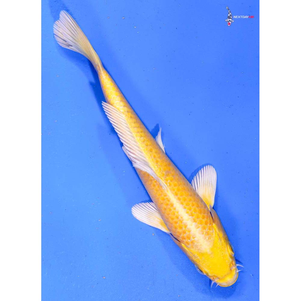 6.5” Imported Yamabuki Ogon