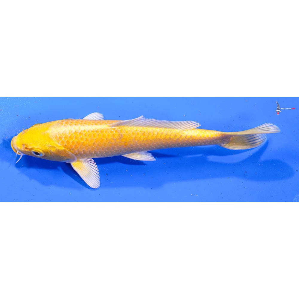 6.5” Imported Yamabuki Ogon