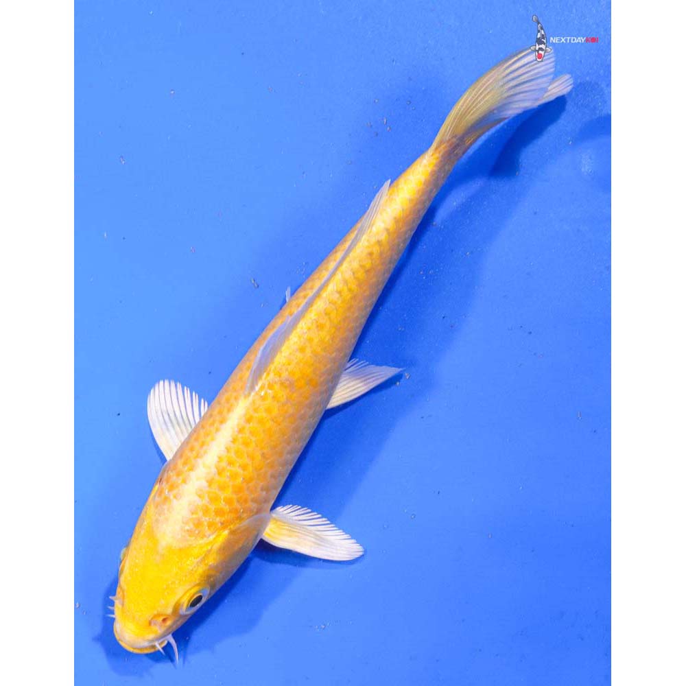 6.5” Imported Yamabuki Ogon