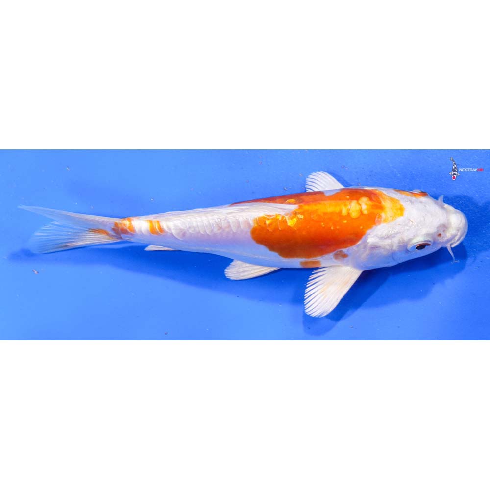 6.5” Imported Kikusui