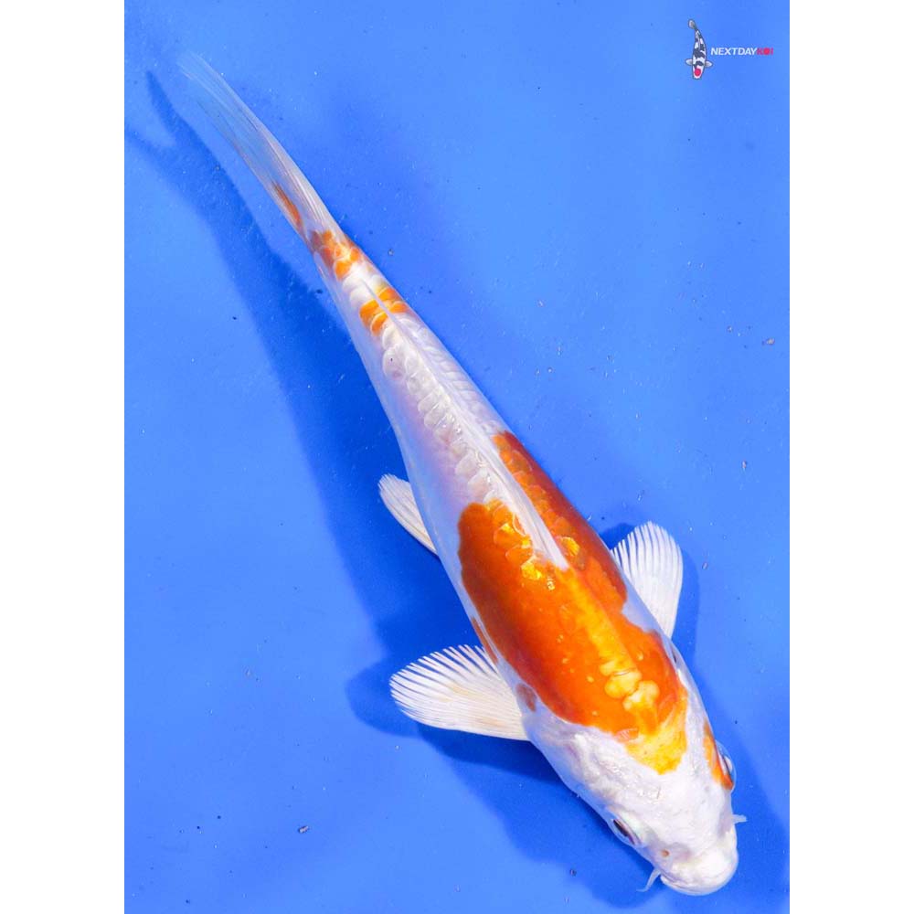 6.5” Imported Kikusui