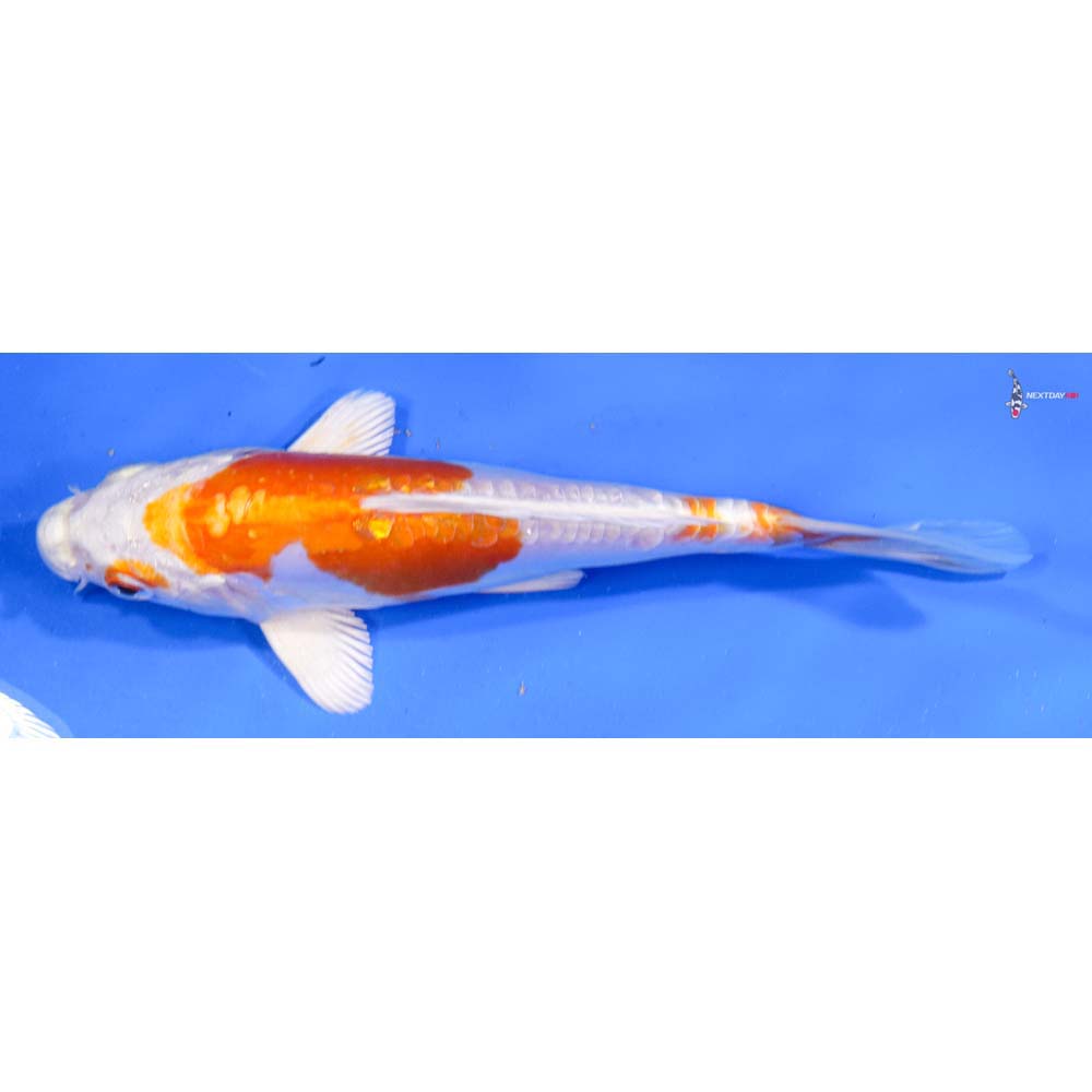 6.5” Imported Kikusui