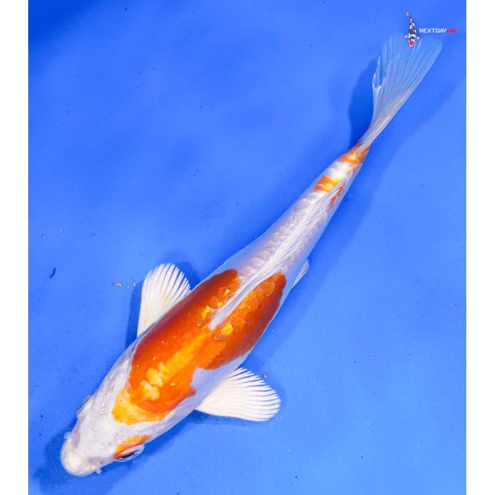 6.5” Imported Kikusui