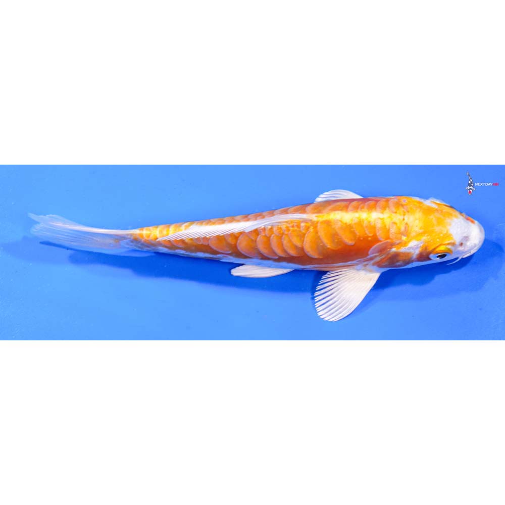 6.5” Imported Kikusui