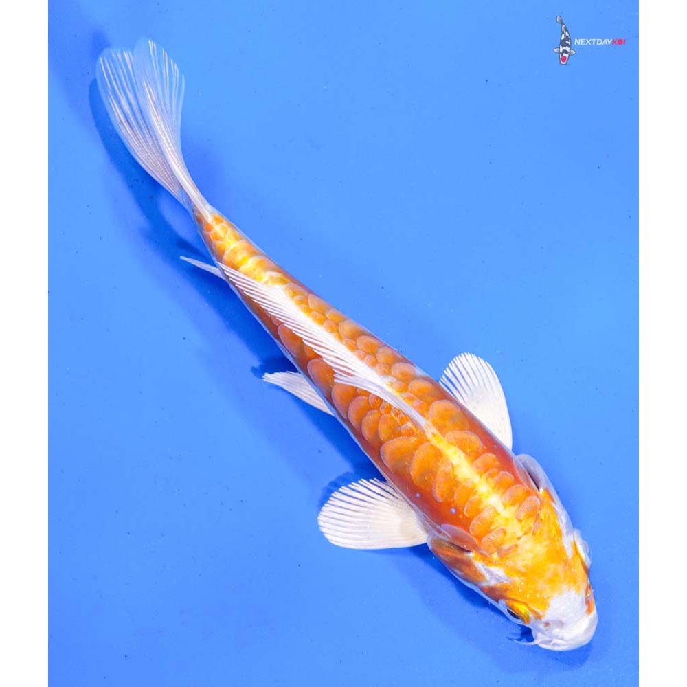 6.5” Imported Kikusui