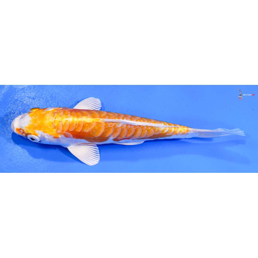 6.5” Imported Kikusui