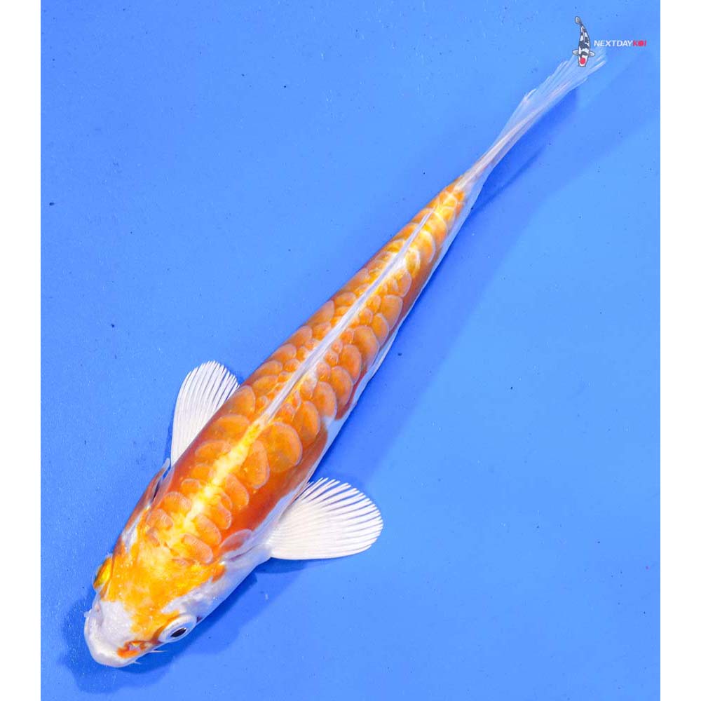 6.5” Imported Kikusui