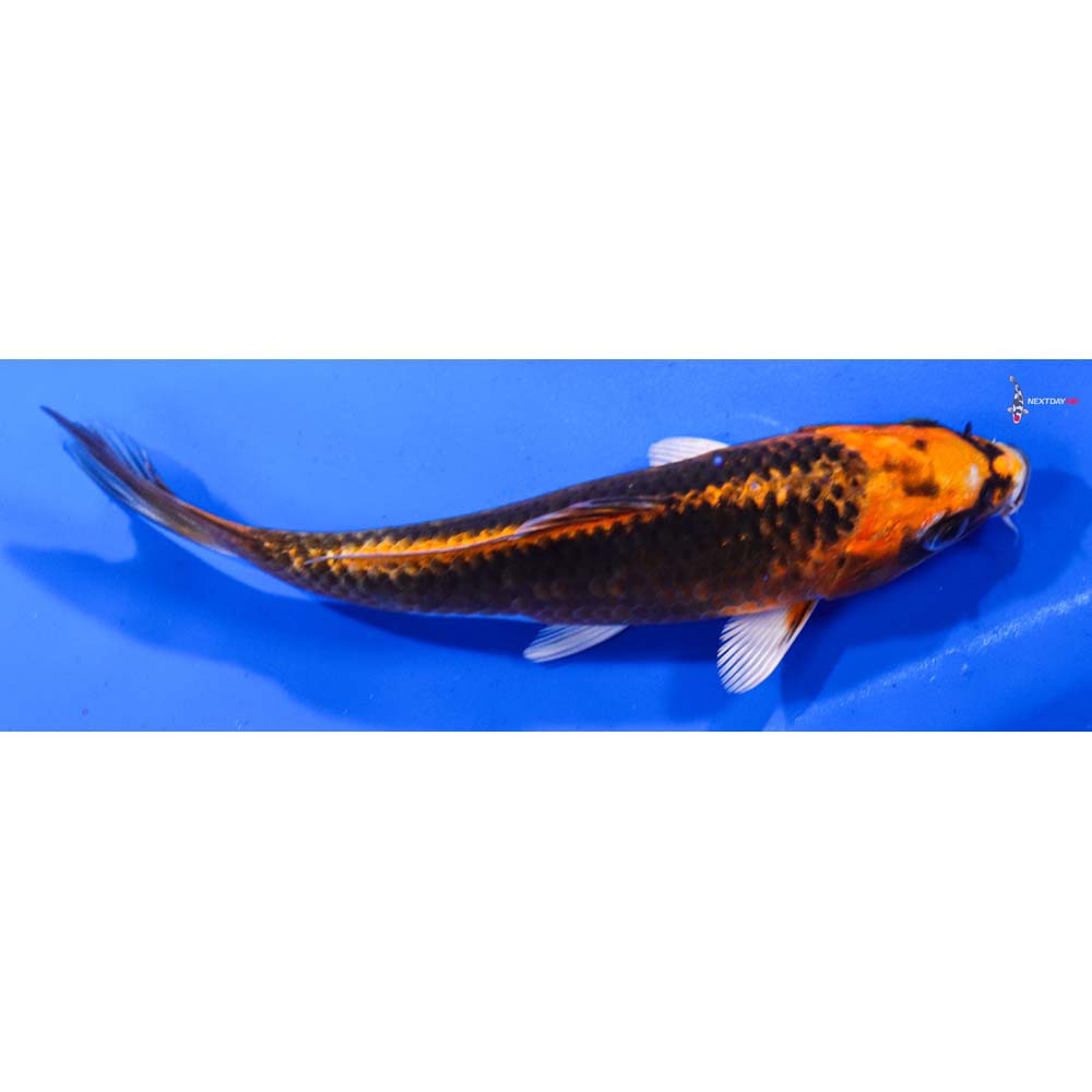 6.5” Imported Kujaku