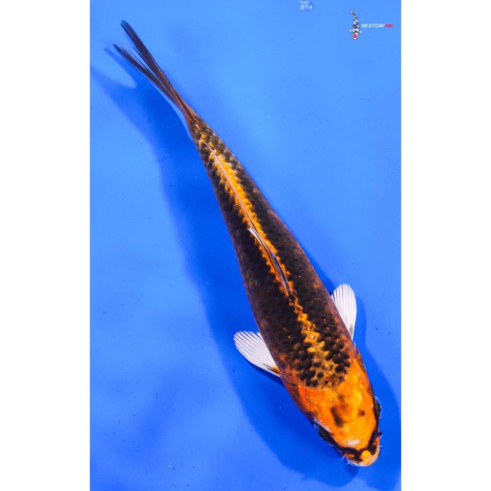 6.5” Imported Kujaku