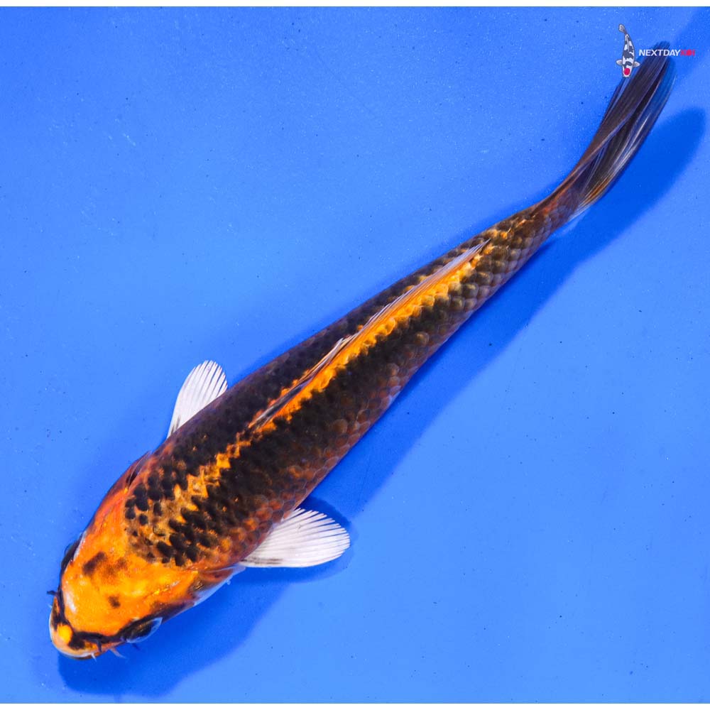 6.5” Imported Kujaku