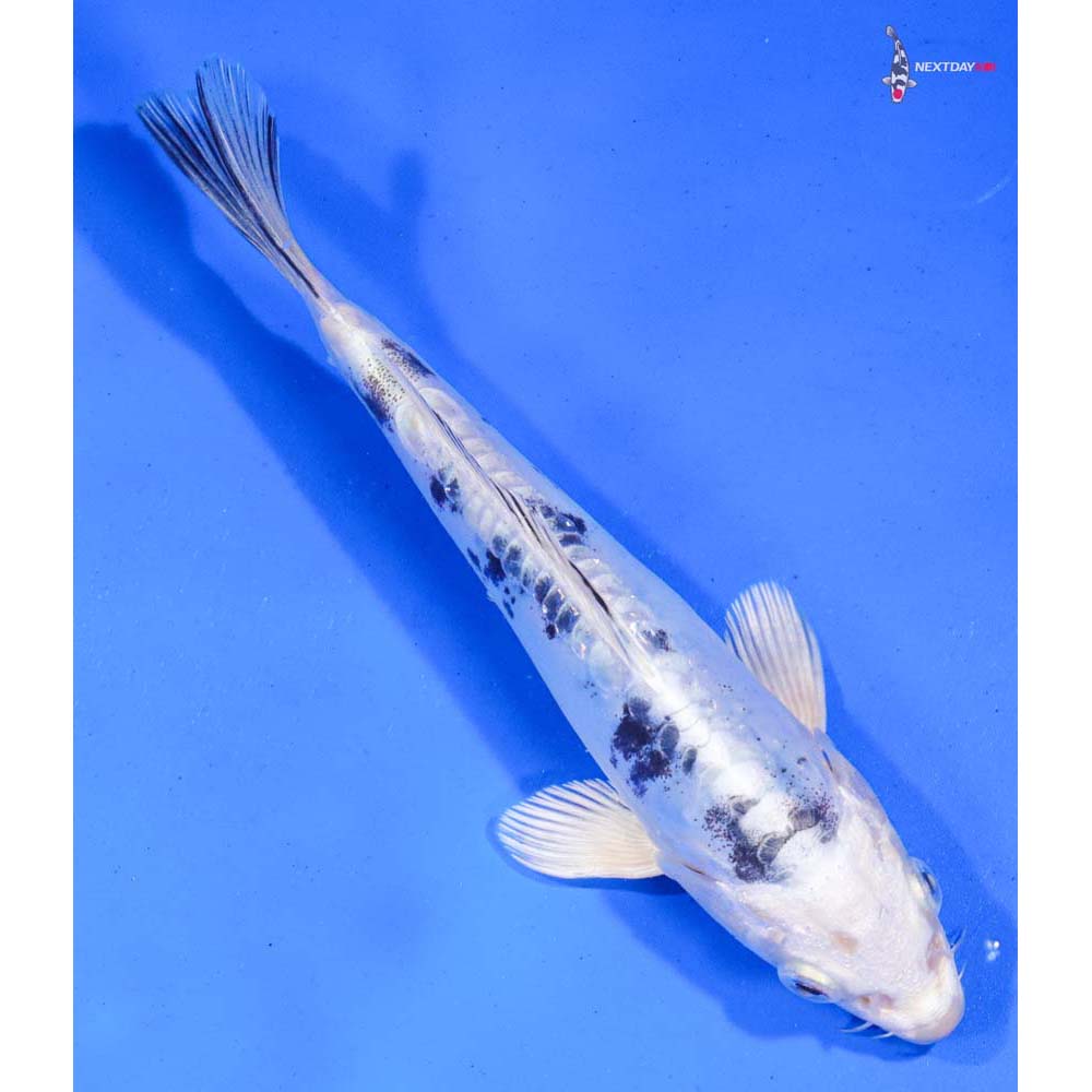 7” Imported Doitsu Gin Shiro Bekko