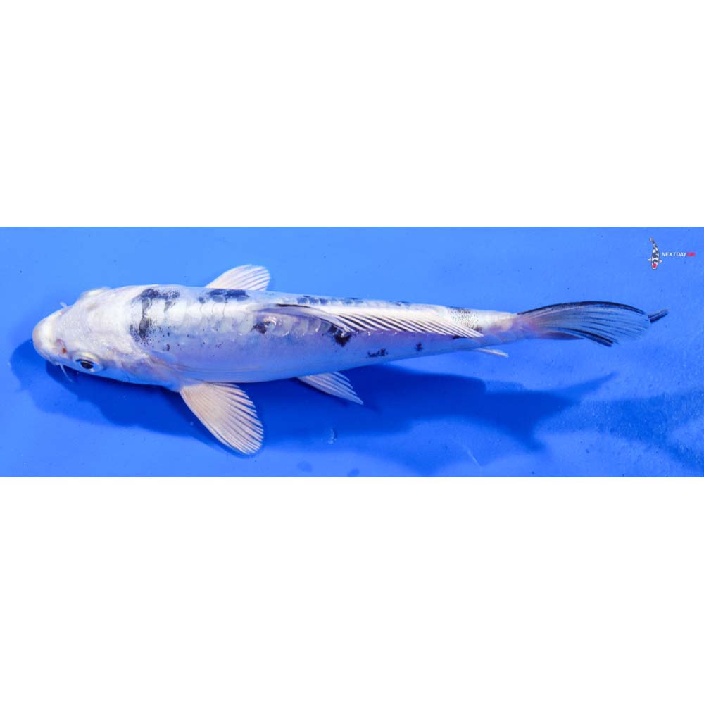 7” Imported Doitsu Gin Shiro Bekko