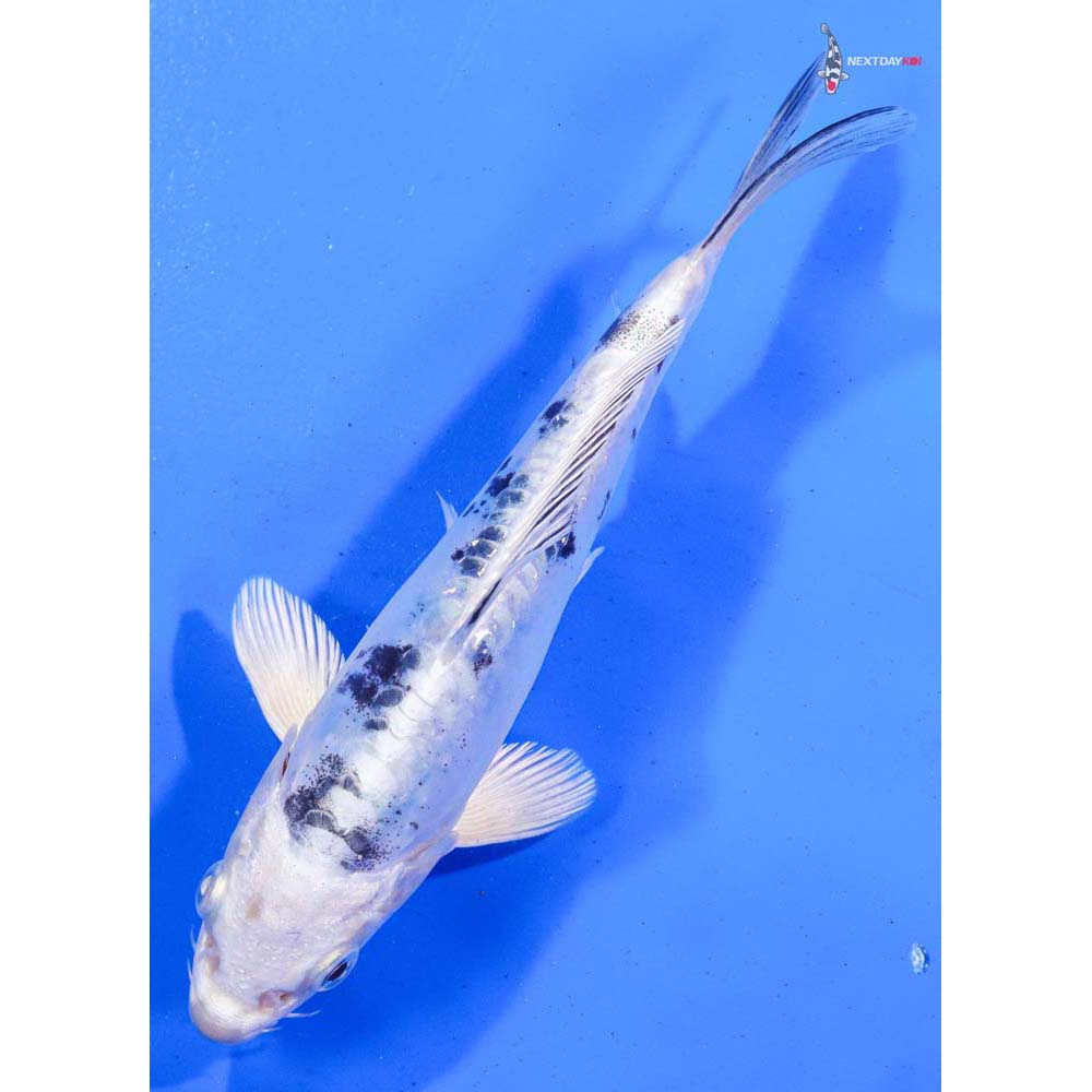 7” Imported Doitsu Gin Shiro Bekko