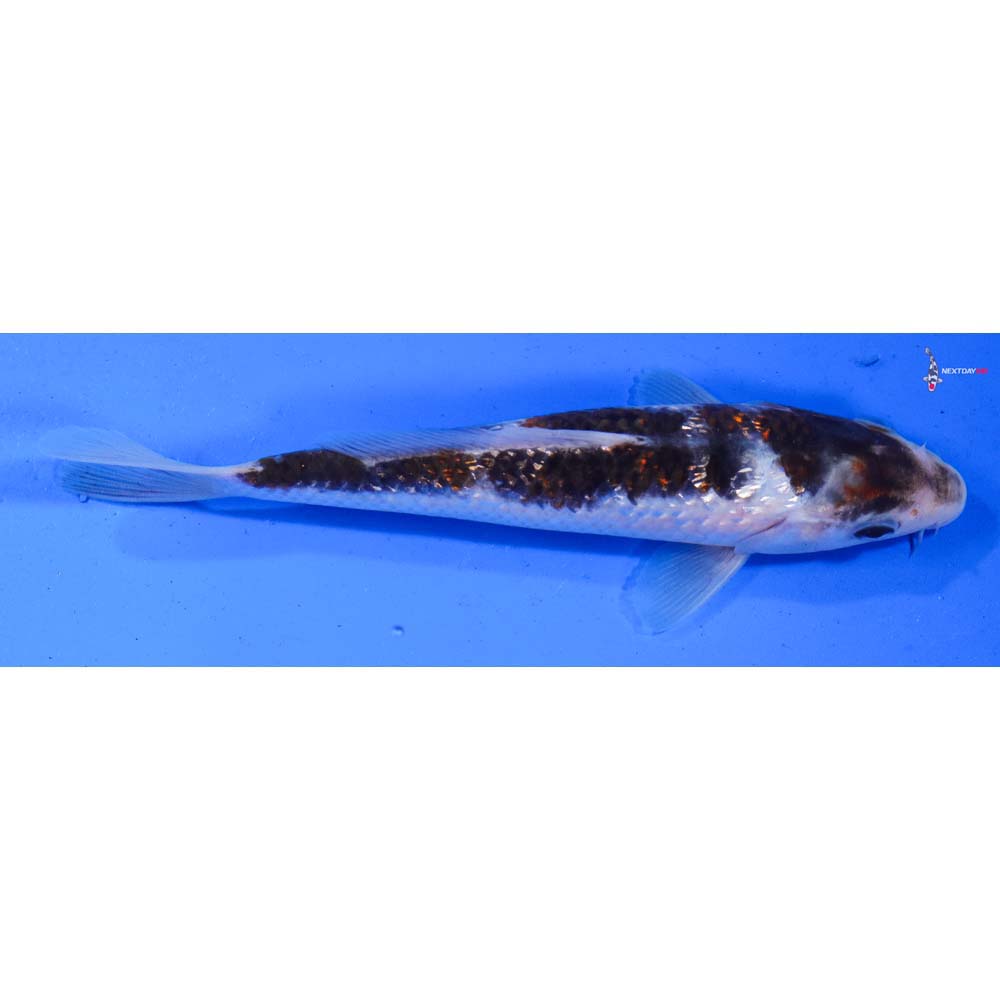 7” Imported Gin Rin Goromo