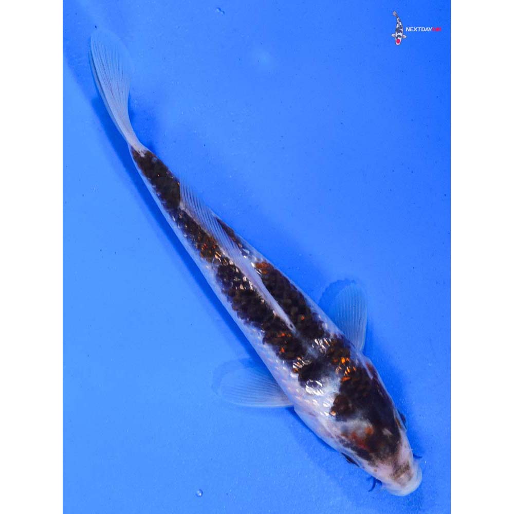 7” Imported Gin Rin Goromo