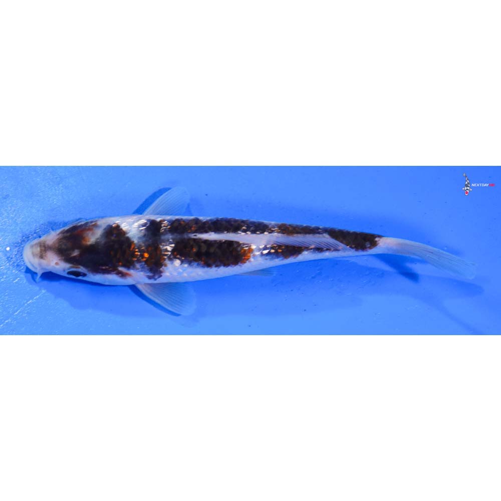 7” Imported Gin Rin Goromo