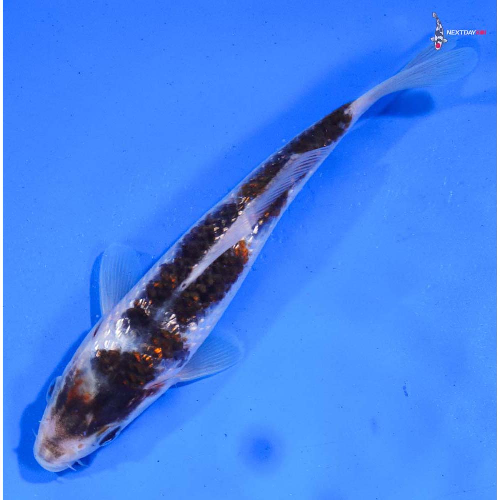 7” Imported Gin Rin Goromo