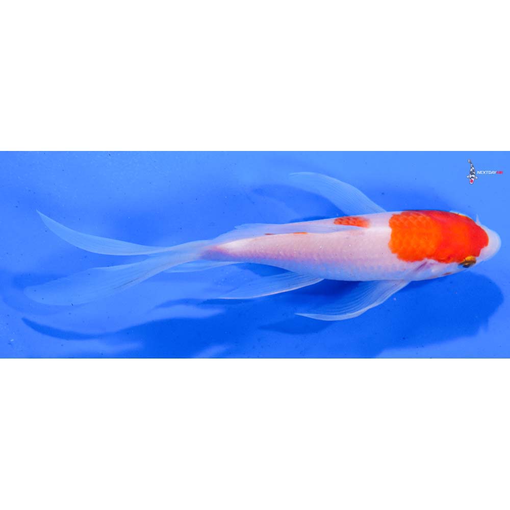 6.5” Imported Kohaku Butterfly Koi