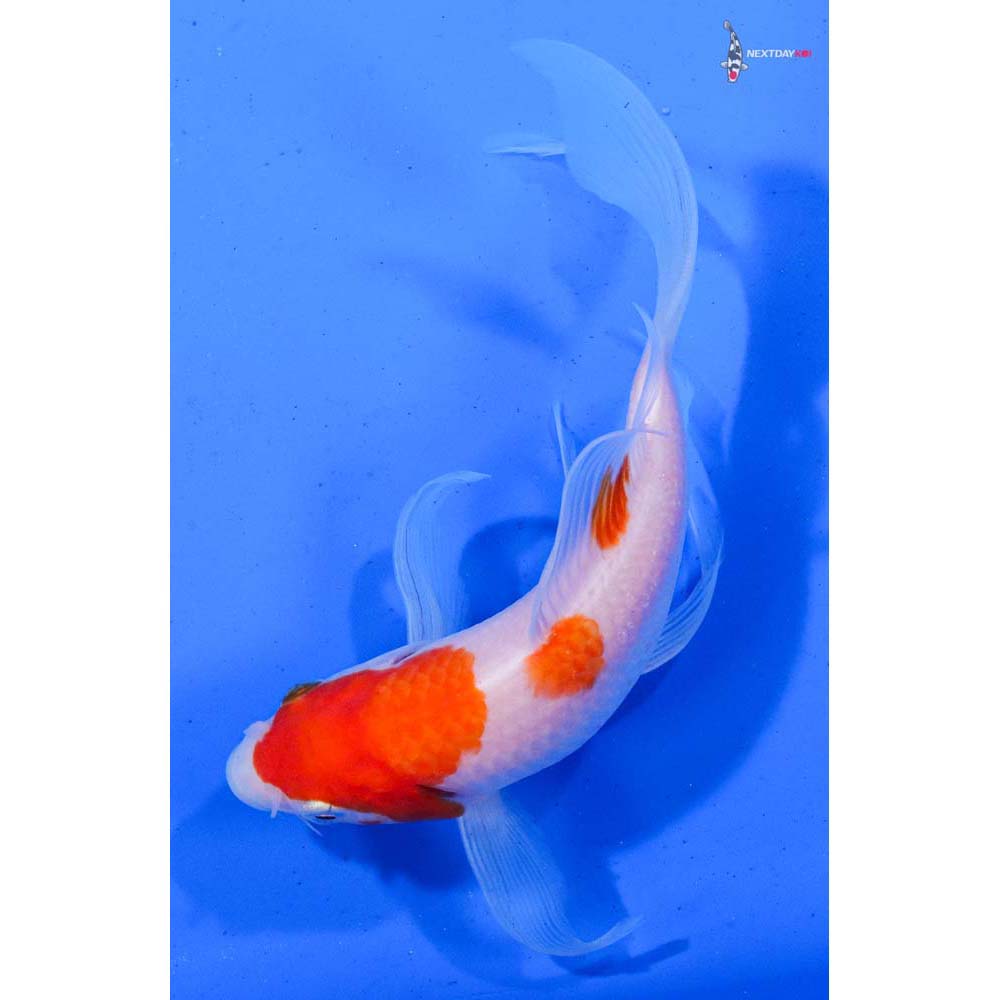 6.5” Imported Kohaku Butterfly Koi