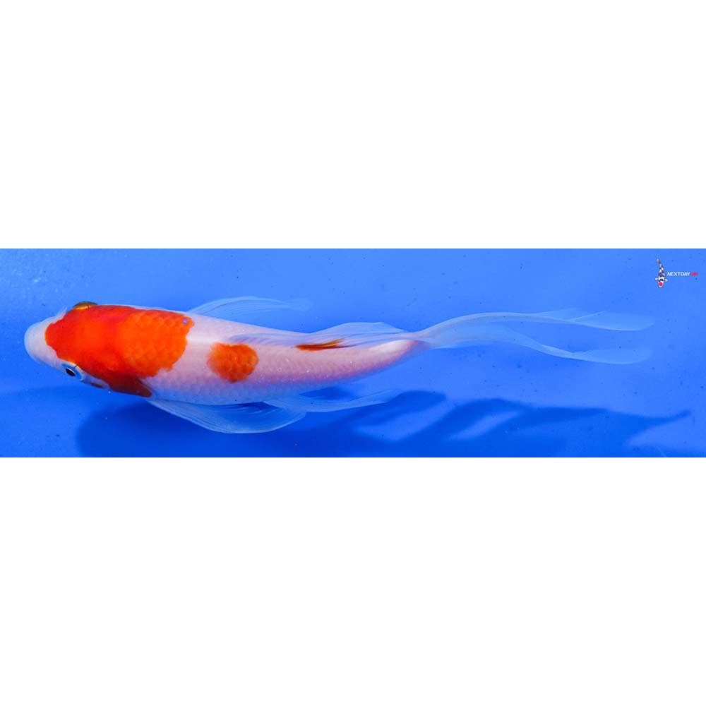 6.5” Imported Kohaku Butterfly Koi