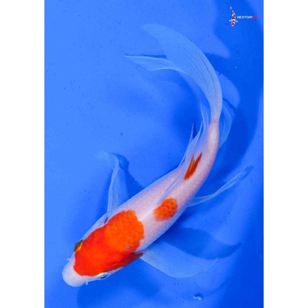 6.5” Imported Kohaku Butterfly Koi