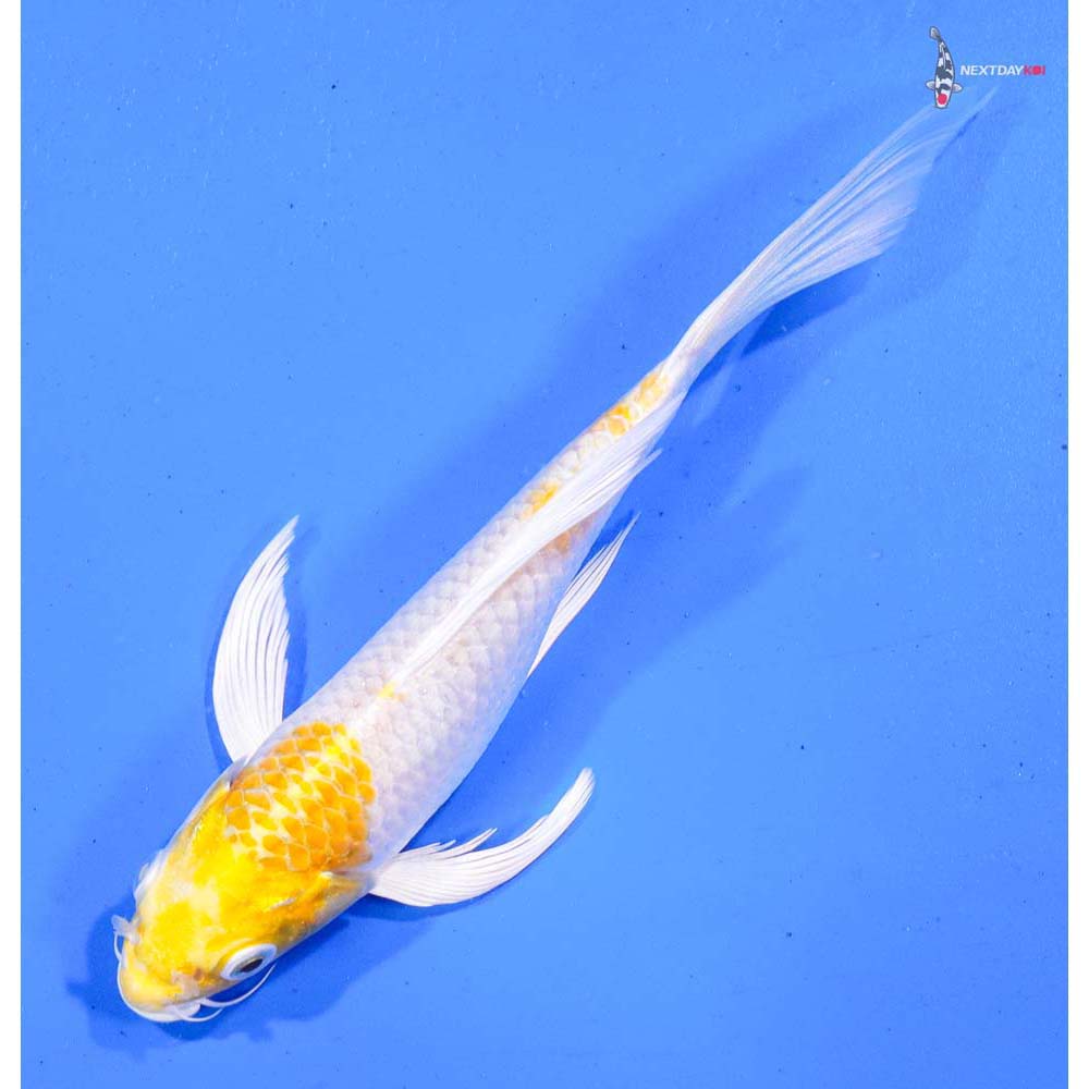 7” Imported Lemon Hariwake Butterfly Koi