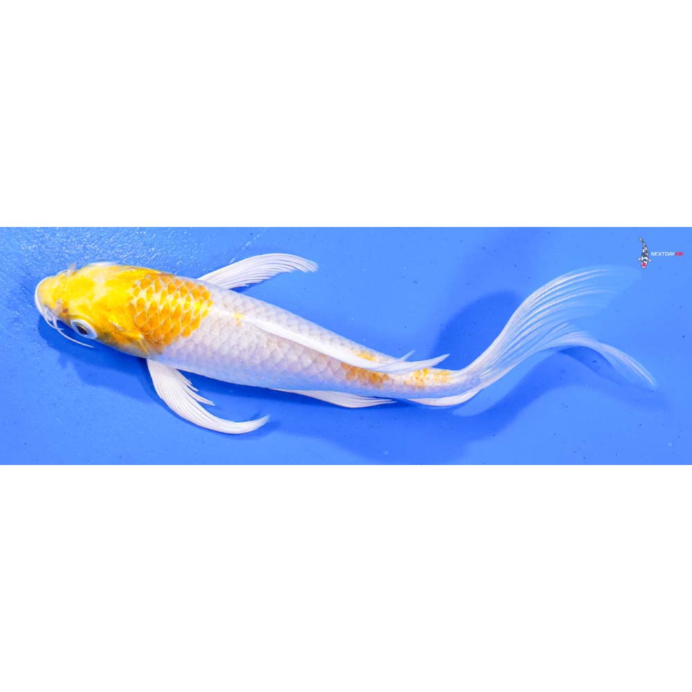 7” Imported Lemon Hariwake Butterfly Koi