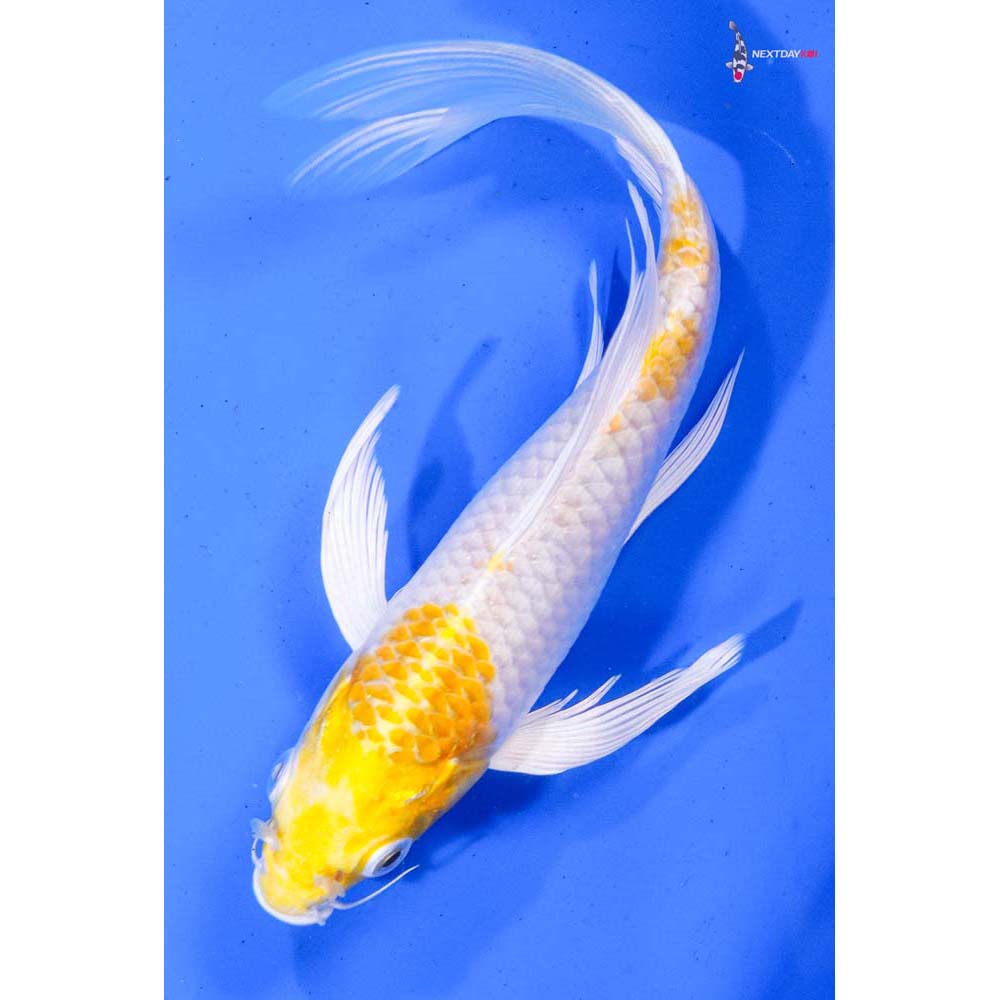 7” Imported Lemon Hariwake Butterfly Koi