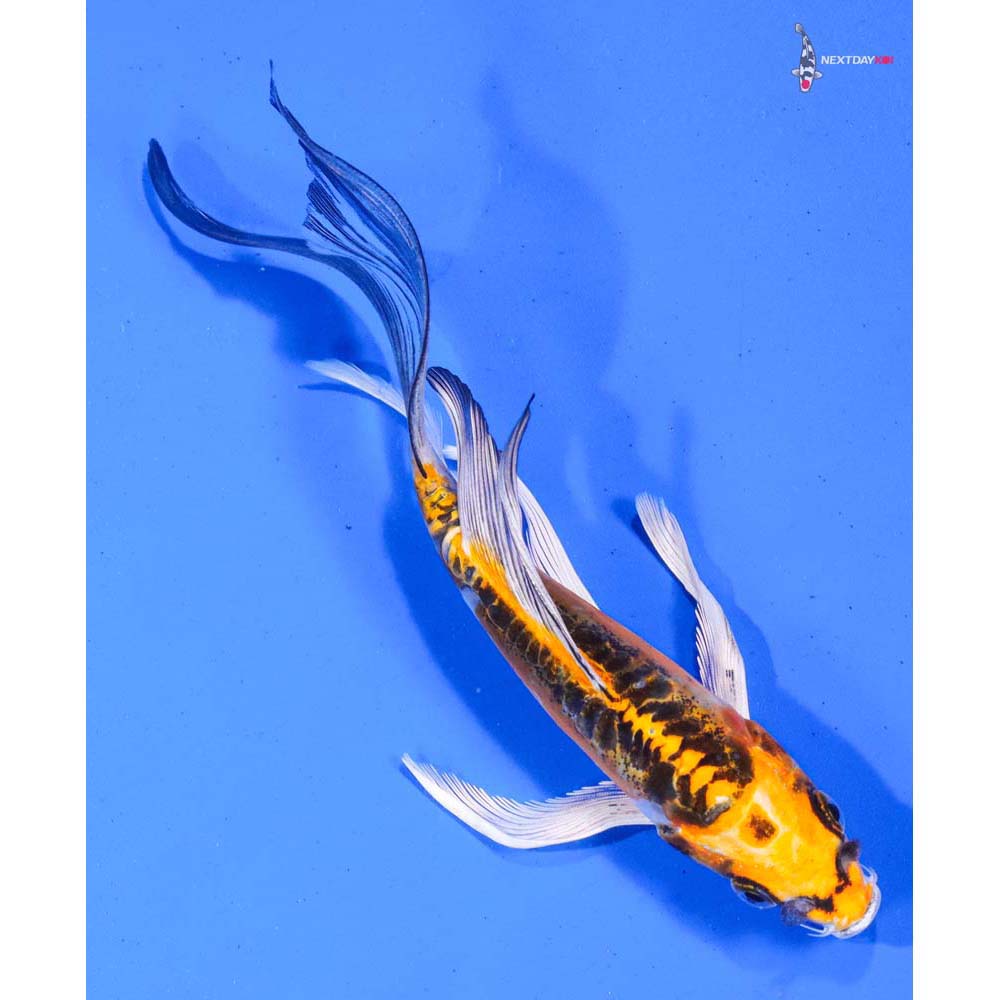 7” Imported Doitsu Kujaku Butterfly Koi