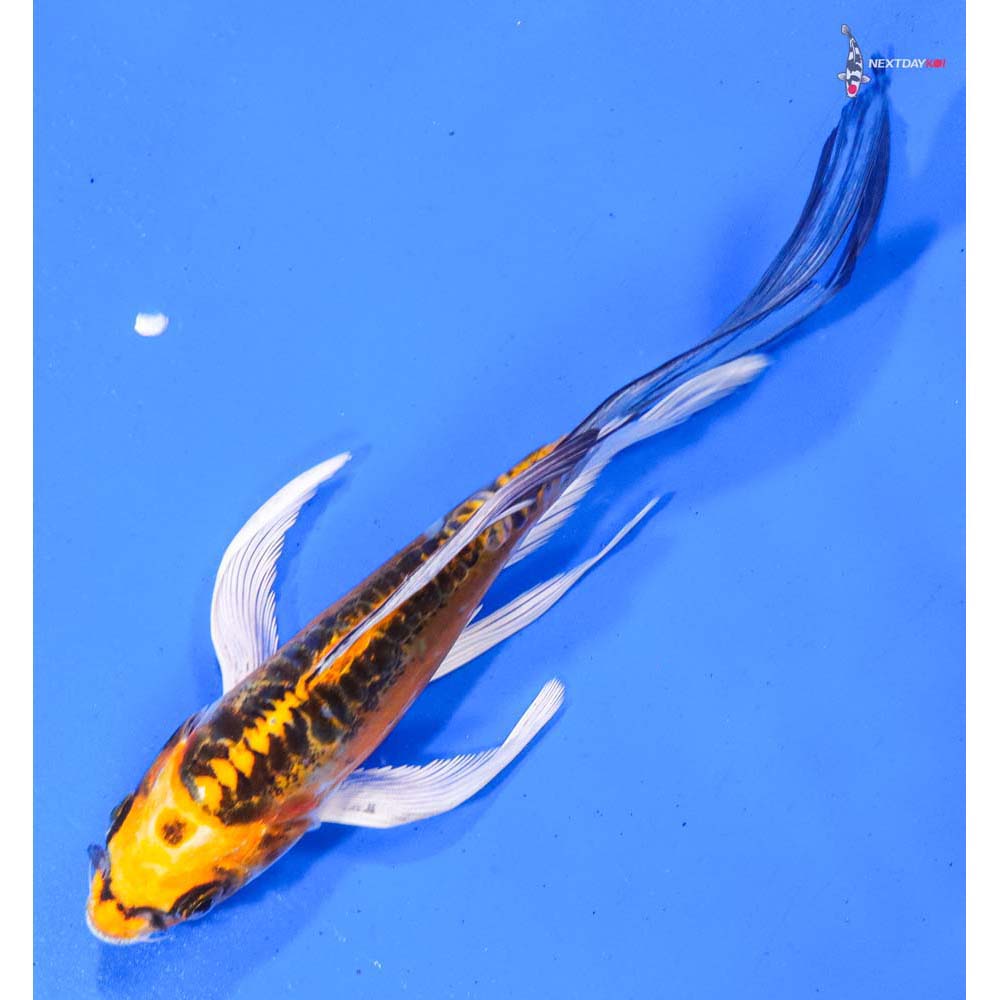 7” Imported Doitsu Kujaku Butterfly Koi