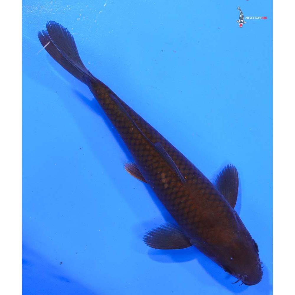 7.5” Imported Chagoi