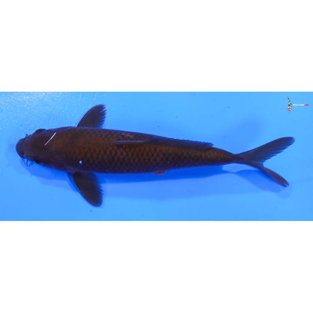 7.5” Imported Chagoi