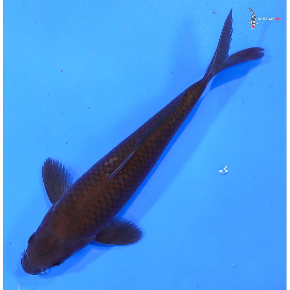 7.5” Imported Chagoi