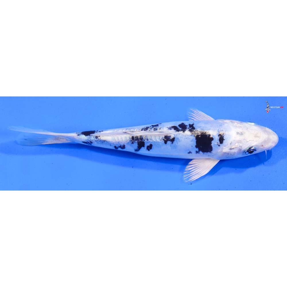 7.5” Imported Doitsu Gin Shiro Bekko