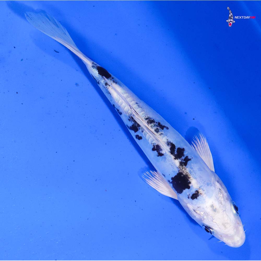 7.5” Imported Doitsu Gin Shiro Bekko