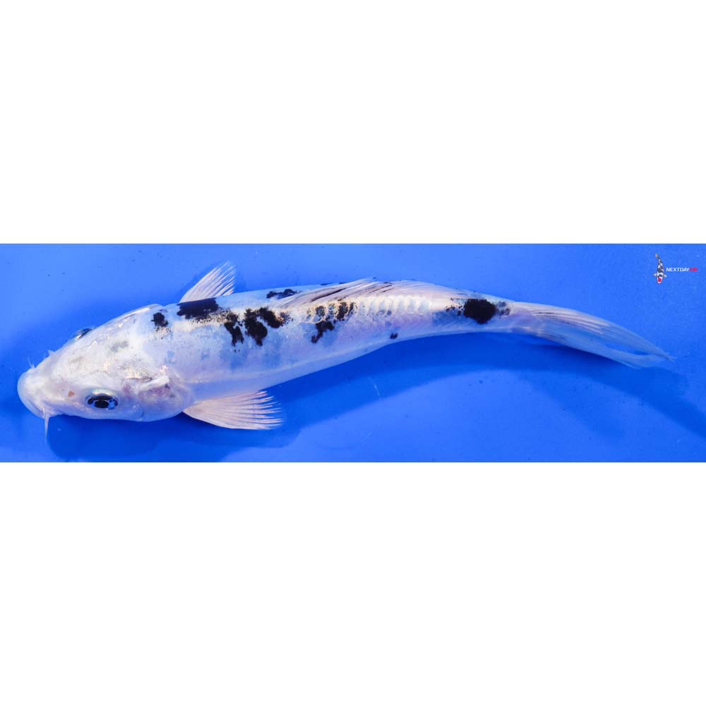 7.5” Imported Doitsu Gin Shiro Bekko