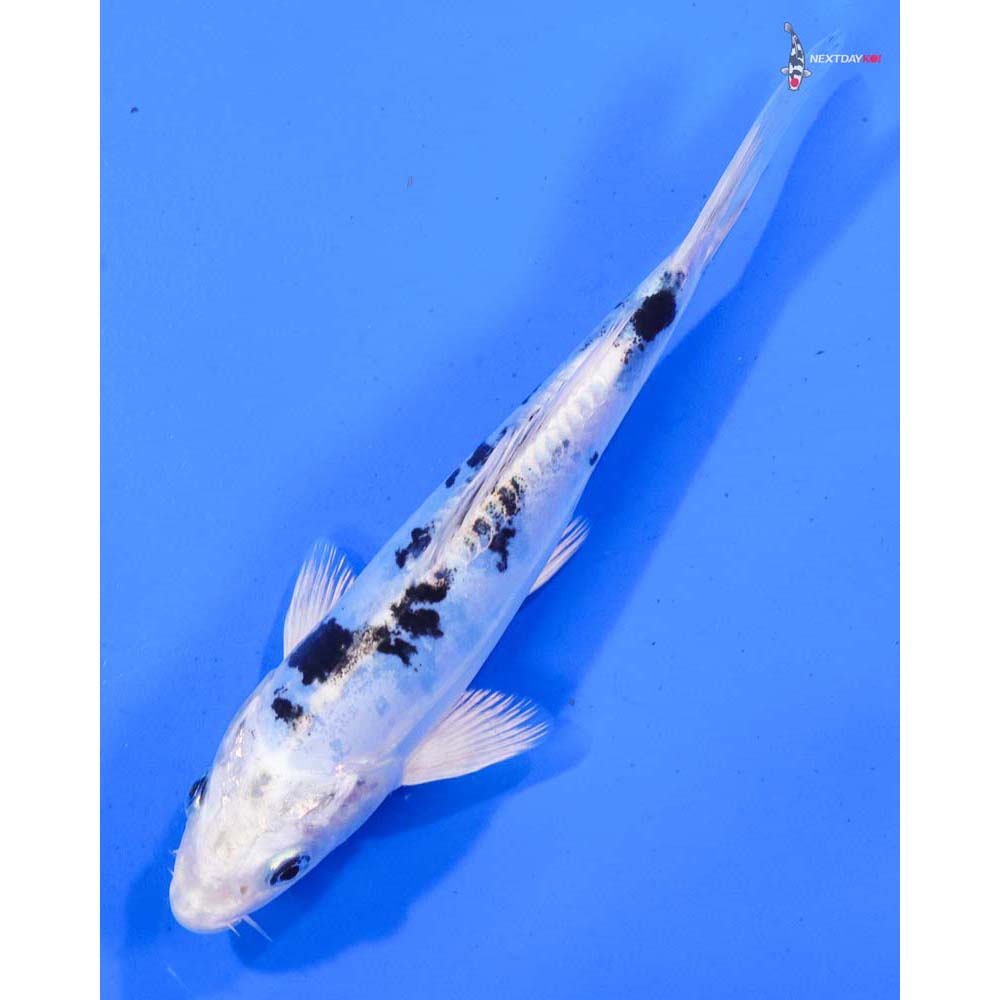 7.5” Imported Doitsu Gin Shiro Bekko