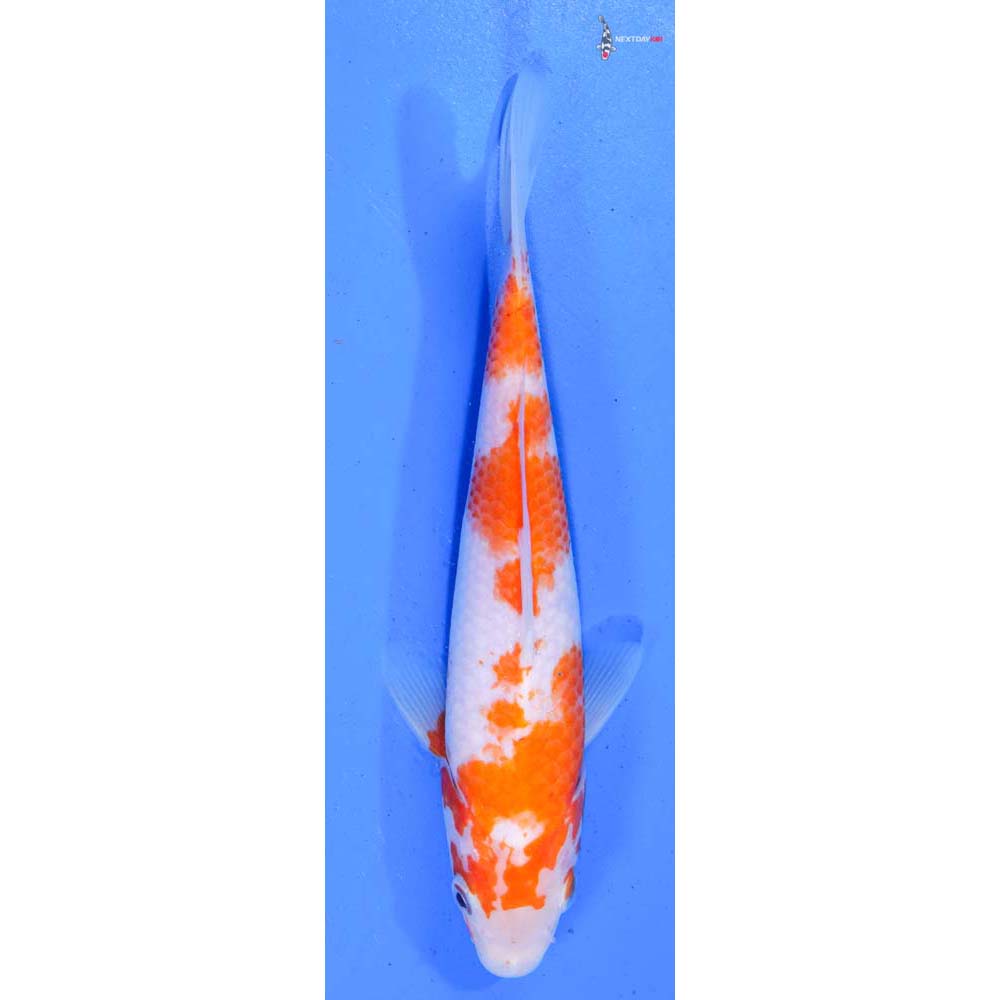 8” Imported Kohaku