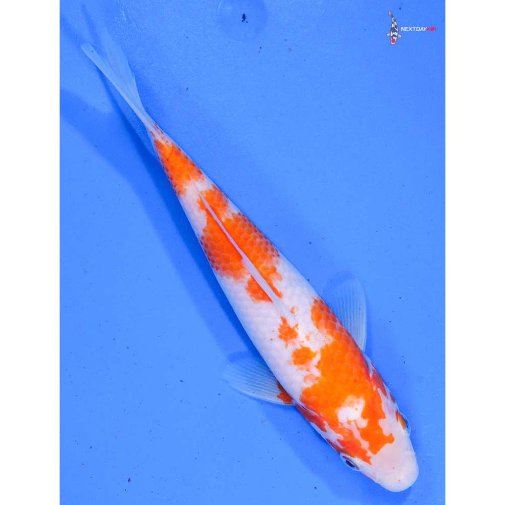 8” Imported Kohaku