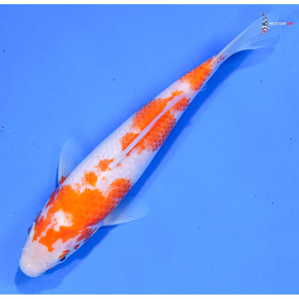 8” Imported Kohaku