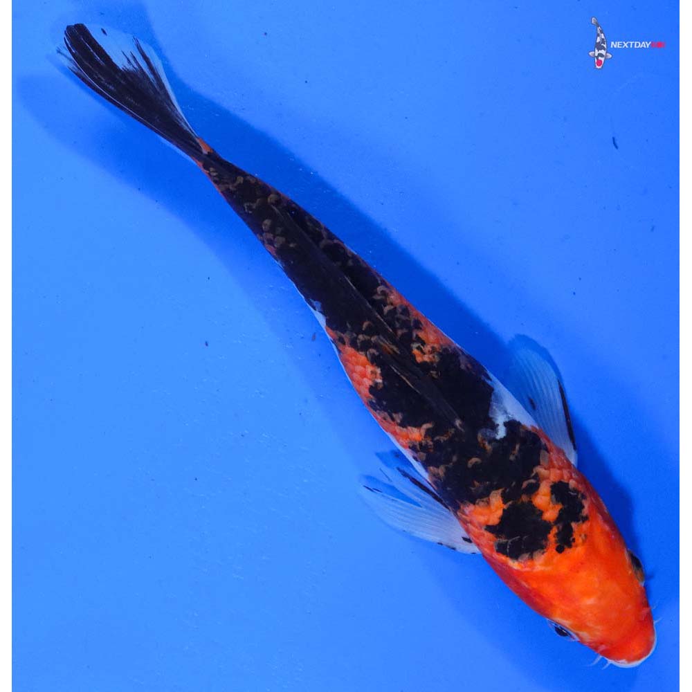 8.5” Imported Sanke